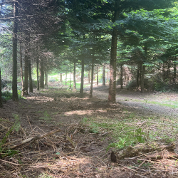 Création d'un chemin et Élagage à hauteur d'homme des arbres avec évacuation des rémanents.