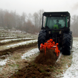 preparation des lignes avant plantation