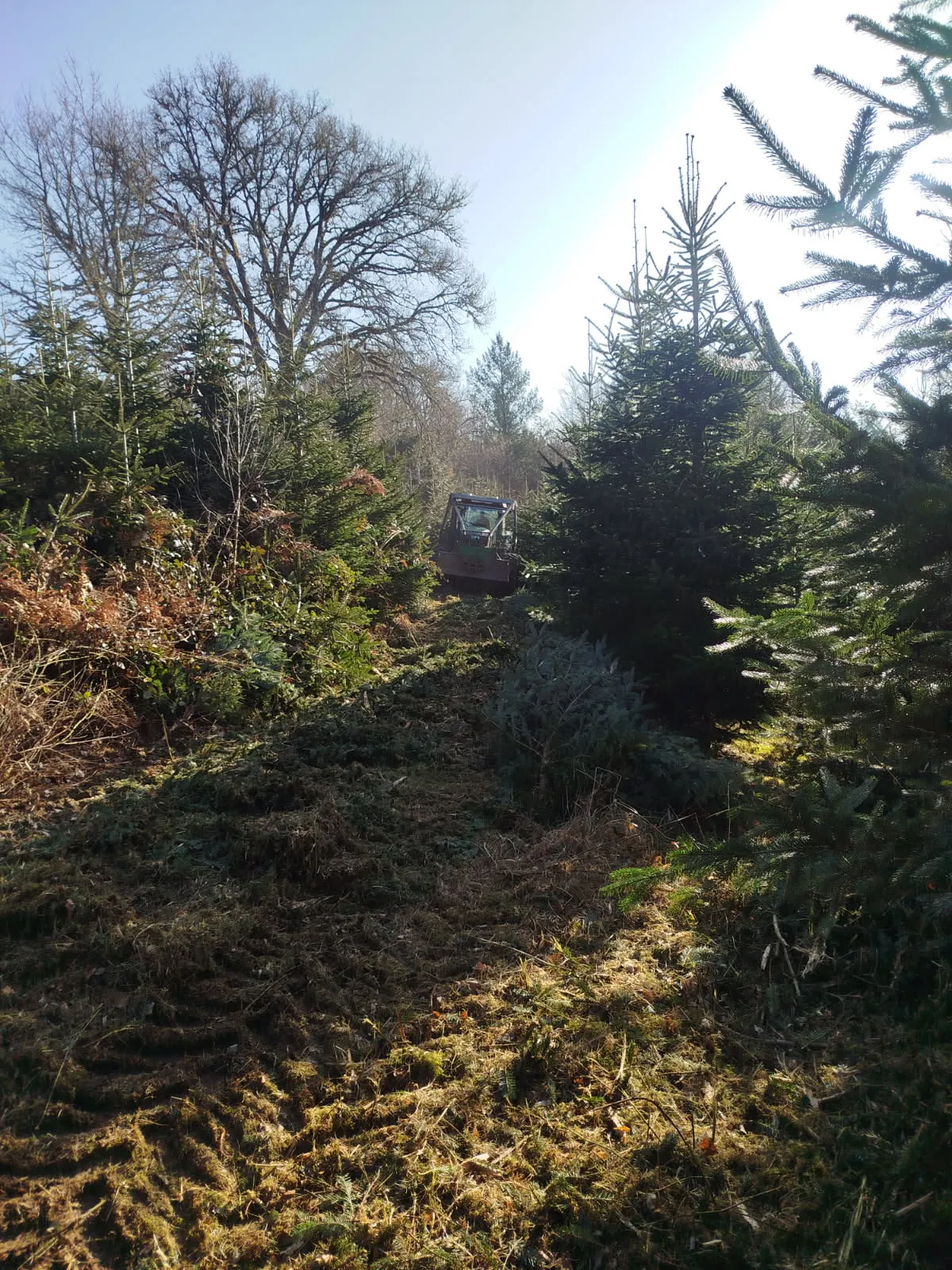 Forêt