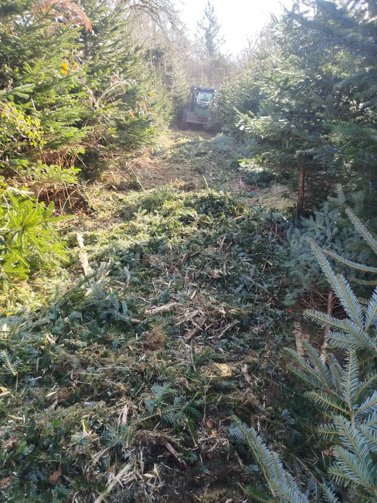 Forêt