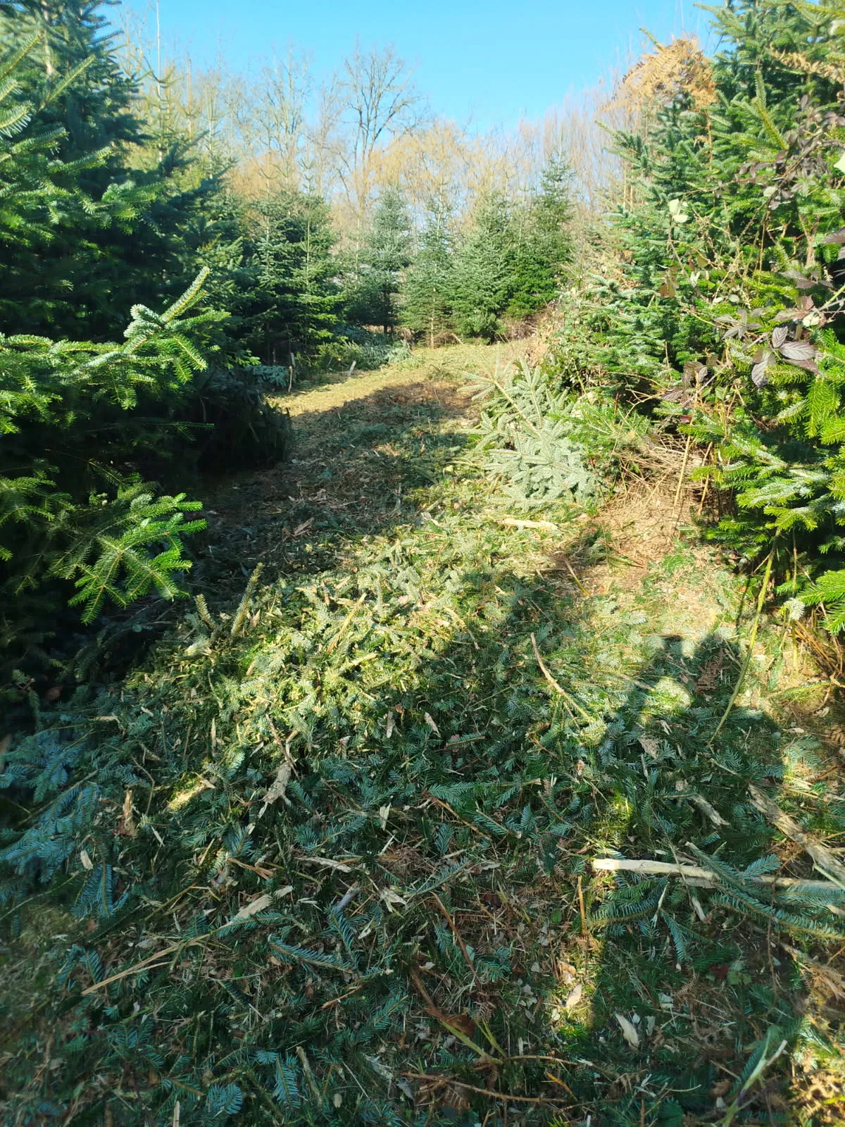 Forêt