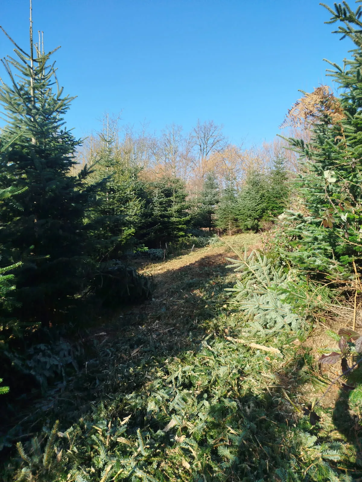 Forêt