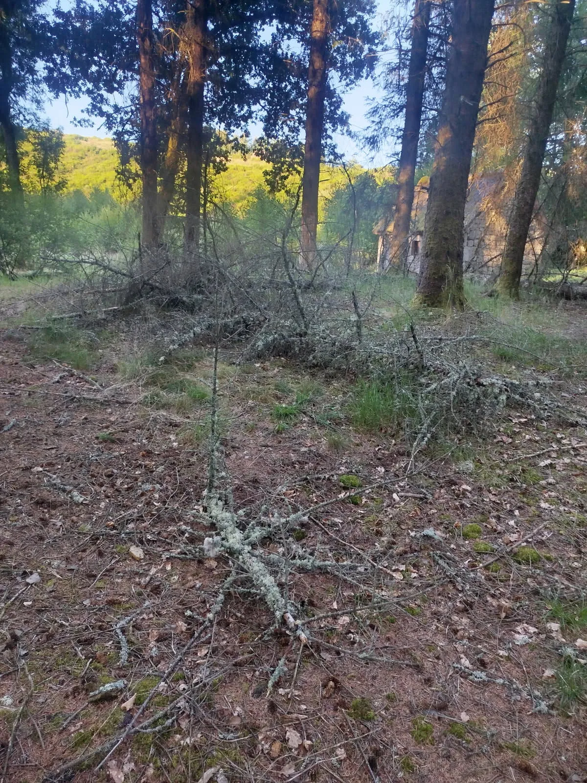 Forêt