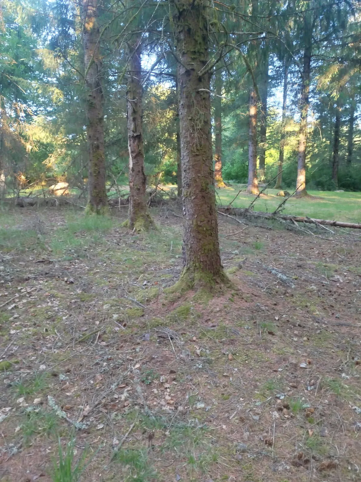 Forêt