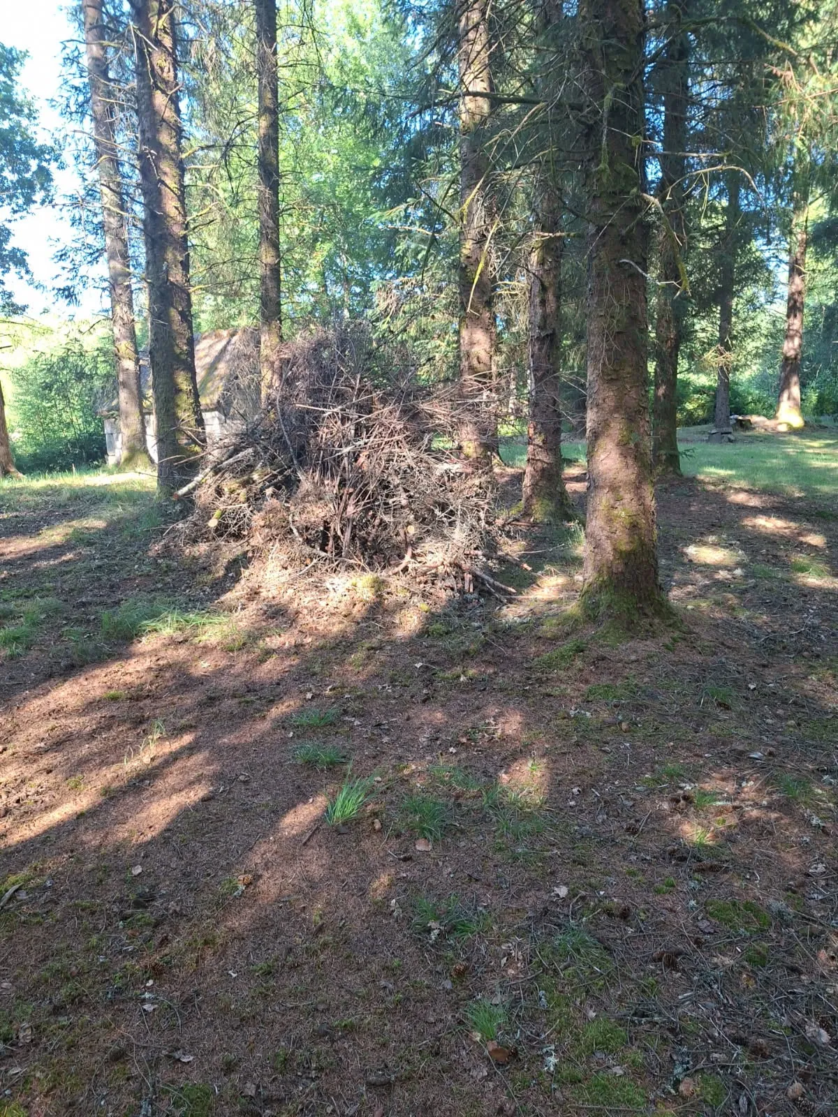 Forêt