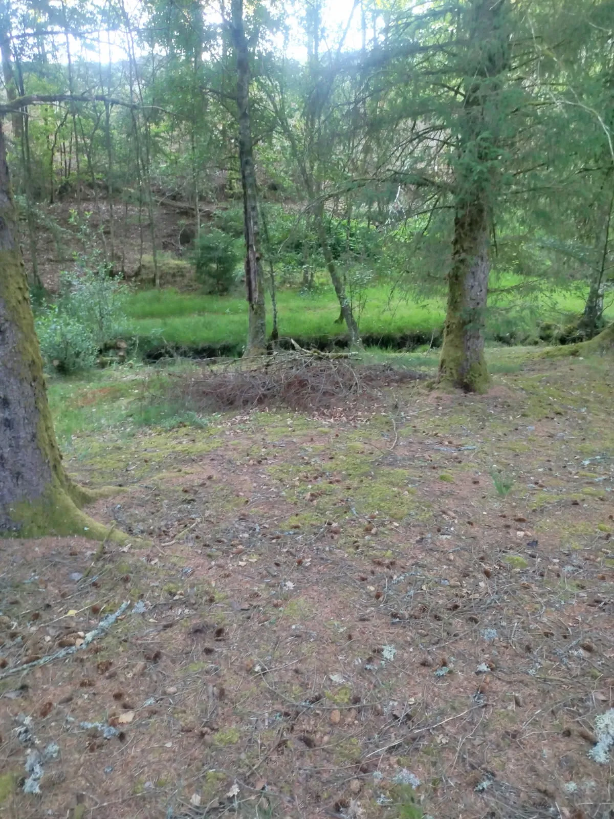 Forêt
