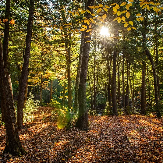 Forêt