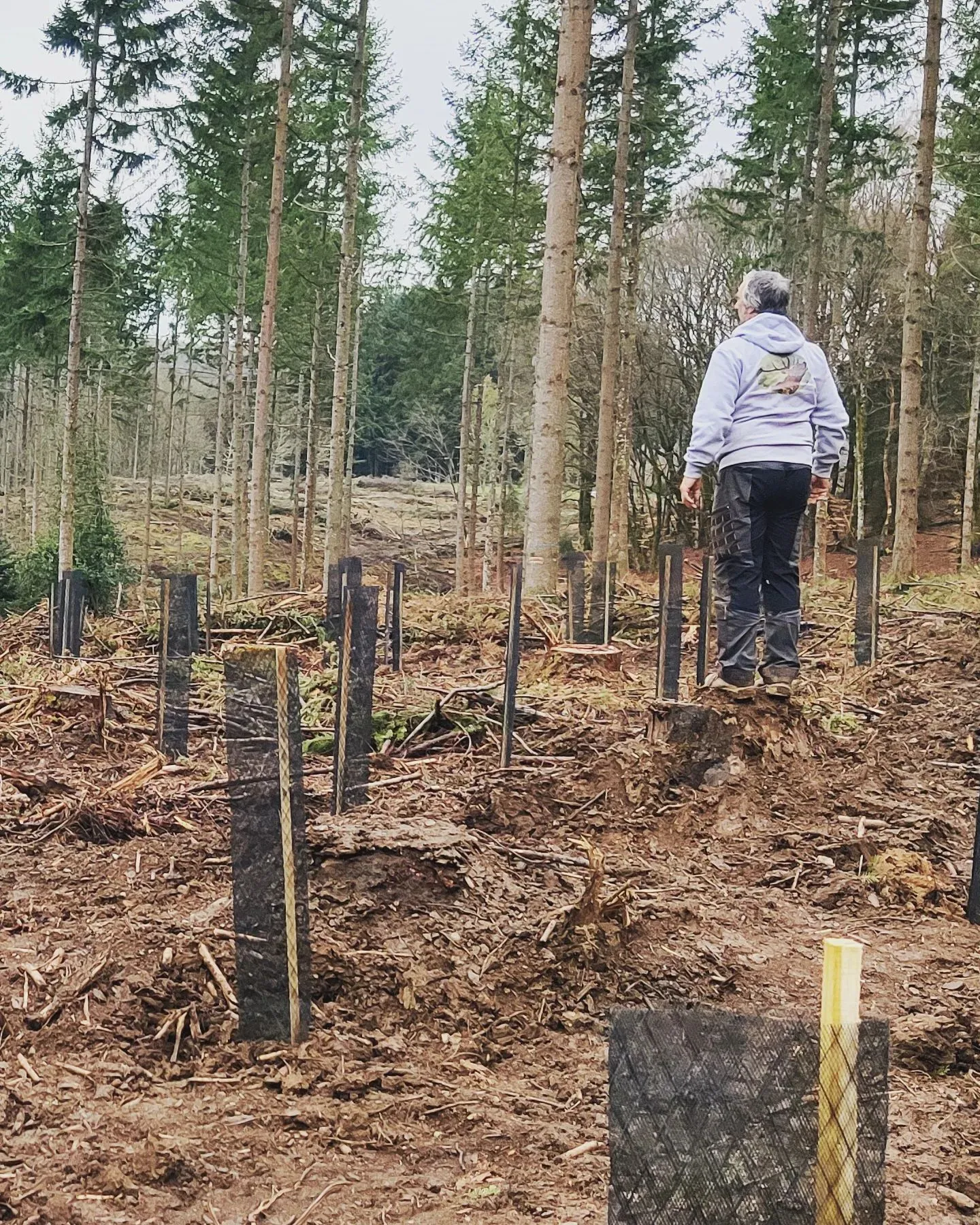 Plantation et protection sylvicoles